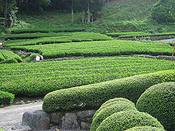 Teegarten in Japan
