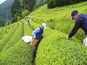 Teeanbaugebiet in Japan Uji