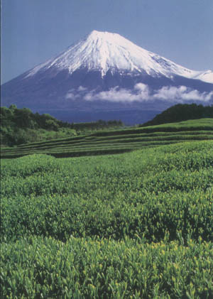 Teeanbaugebiet in Japan Shizuoka